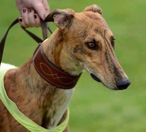 A brown dog with a leash in its mouth.