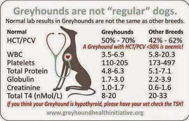 A greyhound is not regular or healthy.