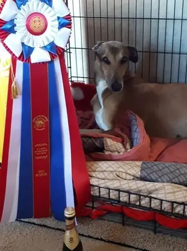 A dog sitting in its cage with his head on the bed.