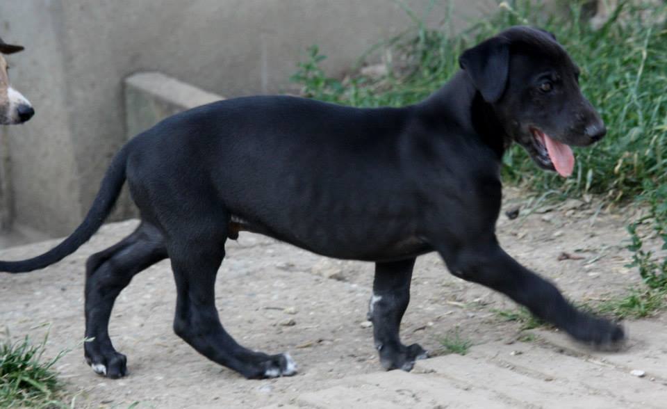 A black dog is walking on the ground