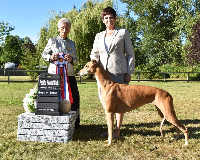 Two women and a dog standing in the grass.