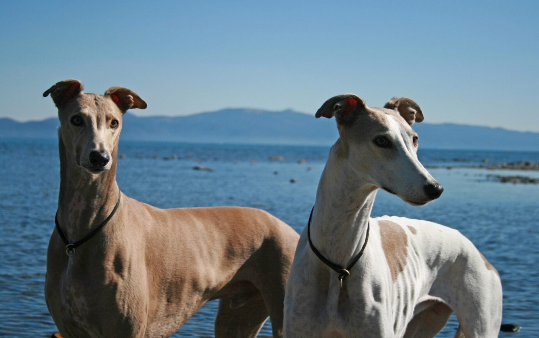 Two dogs standing next to each other on the beach.