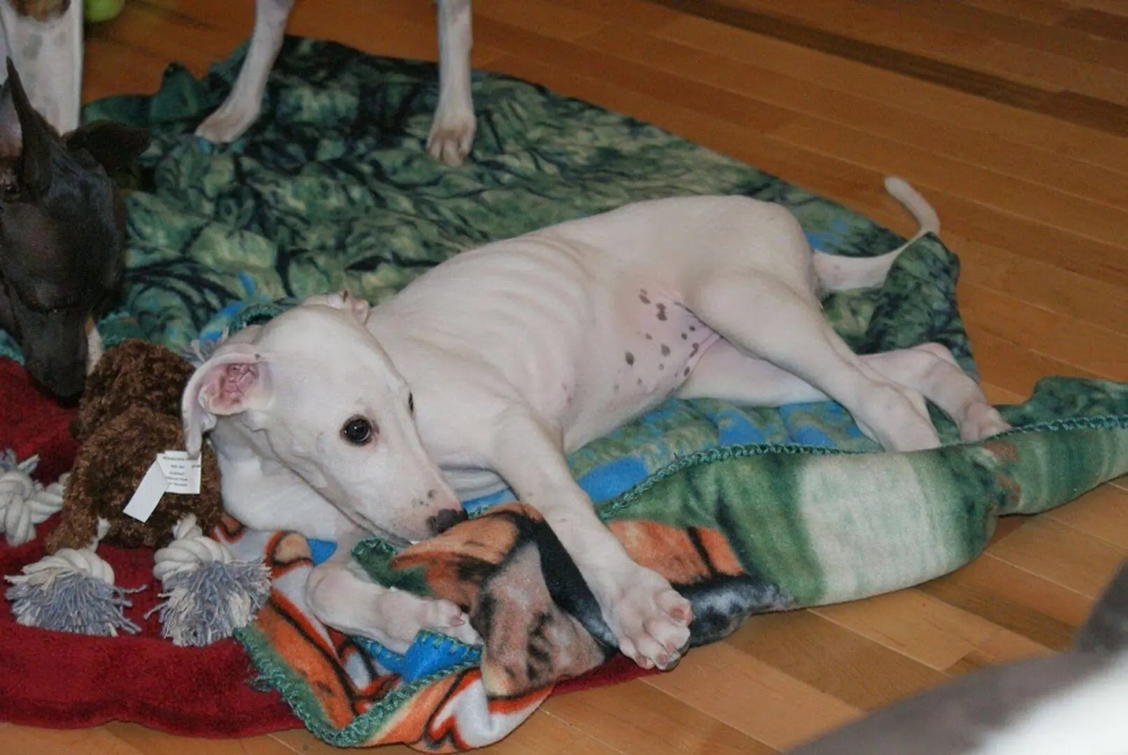 A white dog laying on top of a blanket.