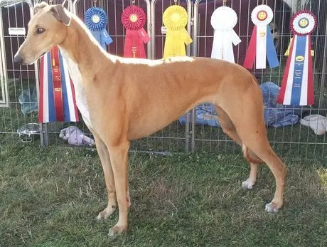 A dog standing in the grass with ribbons behind it.