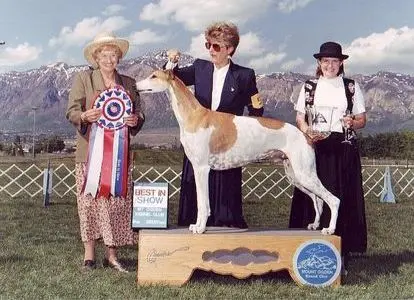 A dog is standing on top of a wooden platform.