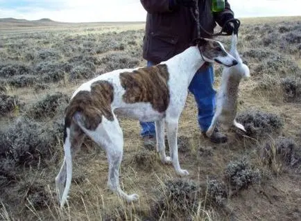 A man holding two dogs in the middle of an open field.