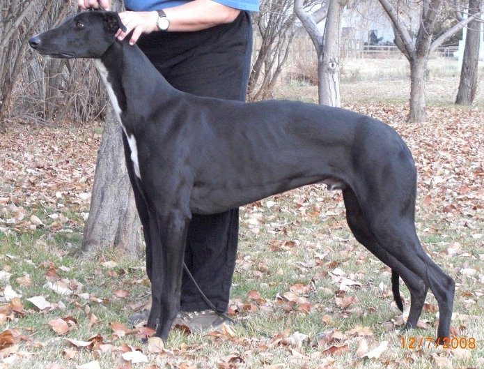 2008 National Supplement - Borzoi Club of America