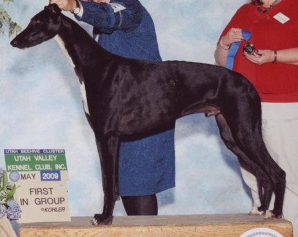 A black dog standing on top of a wooden table.