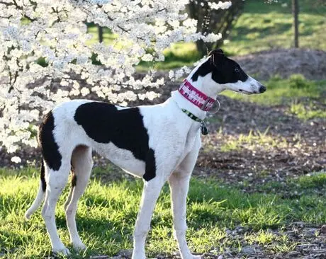 A black and white dog standing in the grass.