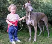 A child holding the leash of a dog.