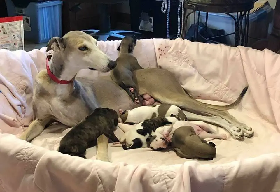 A dog and her puppies are laying in the bed.