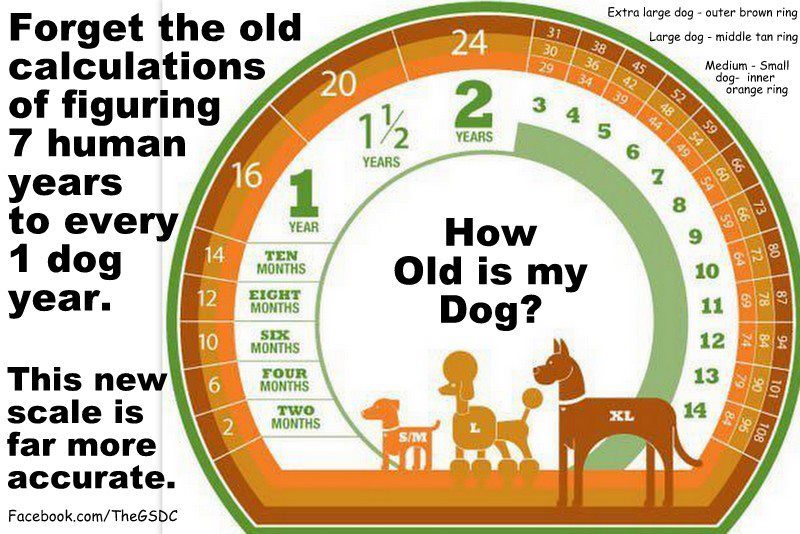 A dog is growing old and has many years of age.