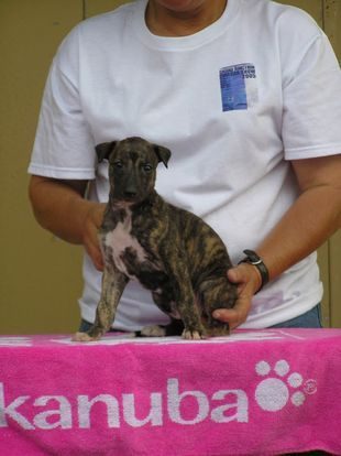 A person holding a dog on top of a pink table.