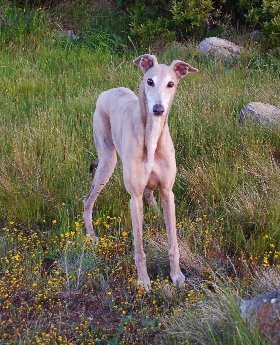 A white dog standing in the grass near rocks.