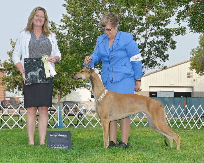 Two women and a dog are standing in the grass.