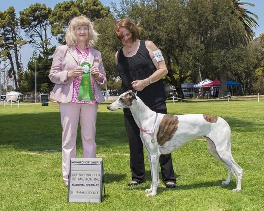 A woman and a dog are standing in the grass.