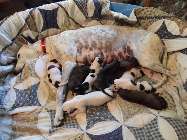 A group of puppies sleeping on top of a quilt.