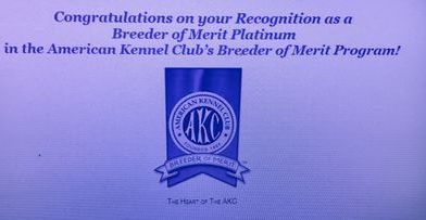 A blue ribbon with the words " congratulations on your recognition breeder of merit platinum american kennel club 's breeder of merit."