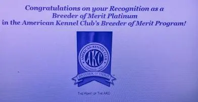 A blue ribbon with the words " congratulations on your recognition breeder of merit platinum american kennel club 's breeder of merit."