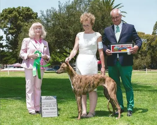 A couple of people standing next to a baby giraffe.