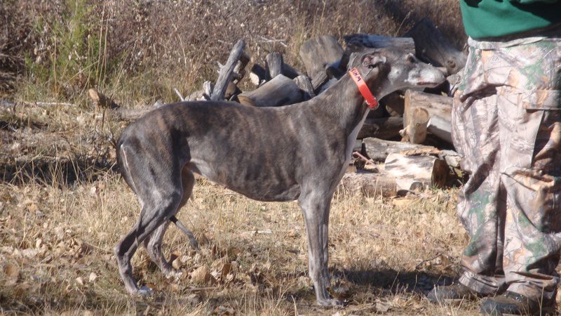 A dog standing in the grass near some logs.