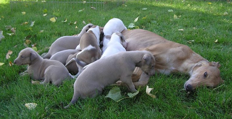 A group of puppies are laying in the grass.