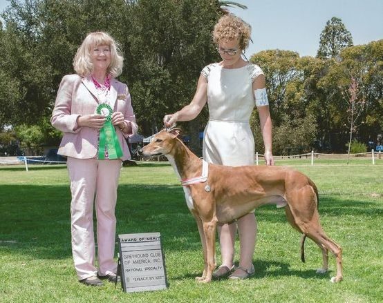 Two women and a dog are standing in the grass.