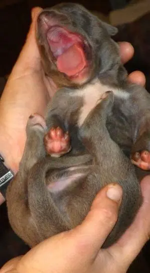 A person holding a small dog with its mouth open.
