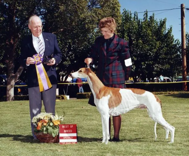 A man and woman standing next to a dog.