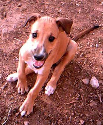 A dog sitting on the ground with its tongue hanging out.