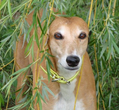 A dog standing in the grass behind some trees