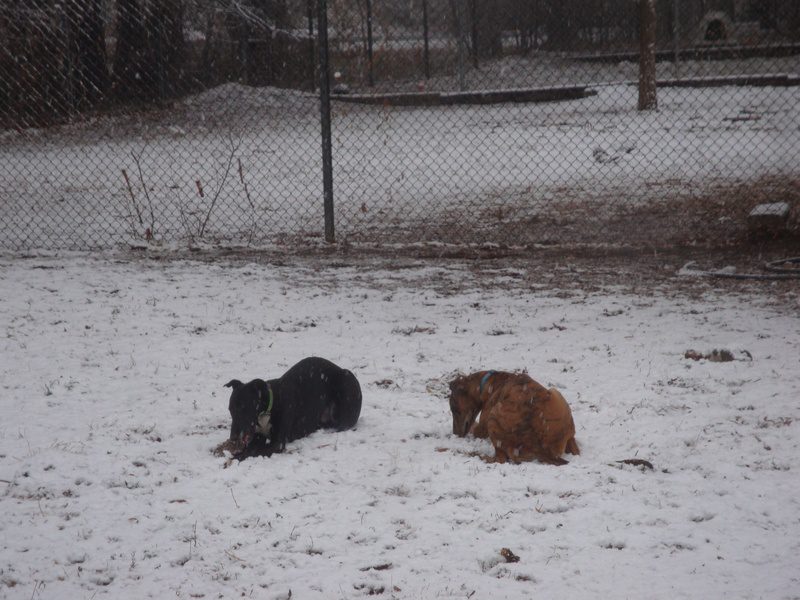 Two dogs are laying in the snow together.