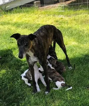 A dog and two puppies in the grass.