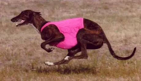 A dog running in the grass wearing a pink shirt.