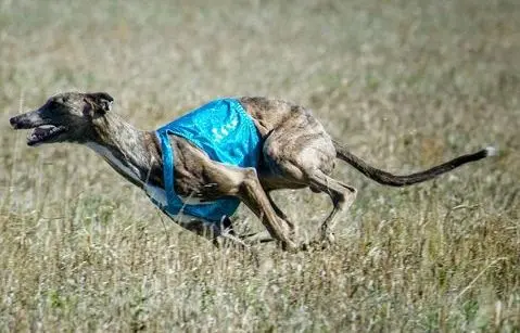 A dog running in the grass with a blue vest on.