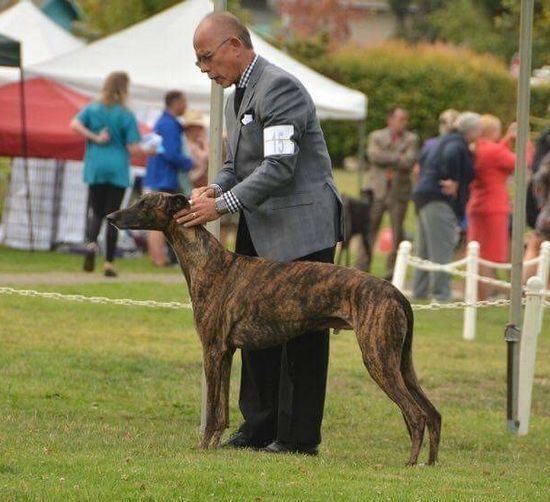 A man standing next to a dog on top of grass.