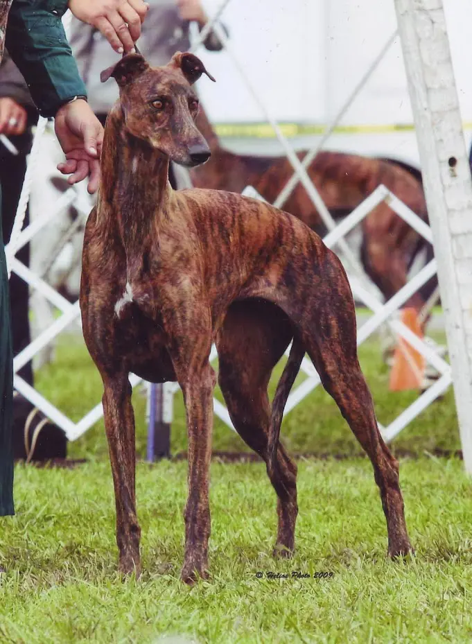 dark red greyhound